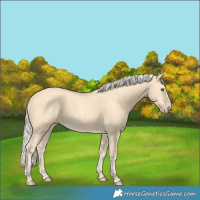 Horse Color:Gold Cream Champagne 
