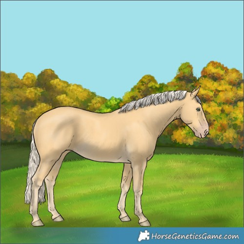 Horse Color:Gold Cream Champagne 