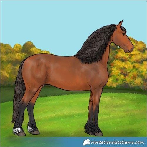 Horse Color:Bay 