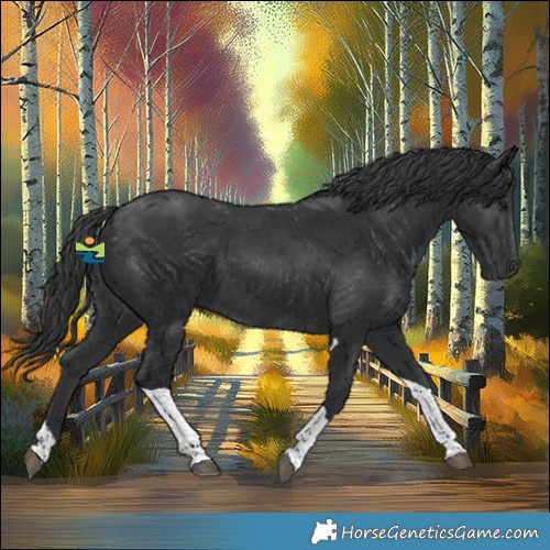 Horse Color:Black Tobiano 