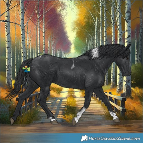 Horse Color:Black Tobiano 