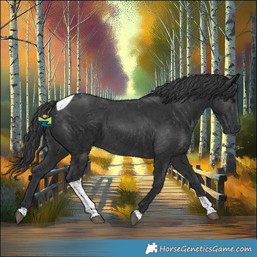 Horse Color:Black Tobiano