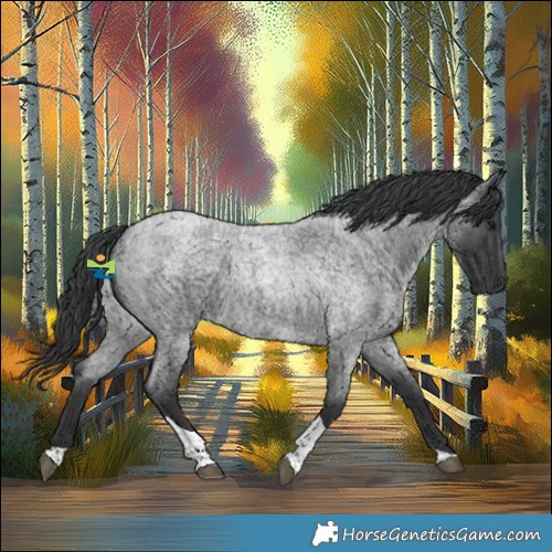 Horse Color:Blue Roan Tobiano 