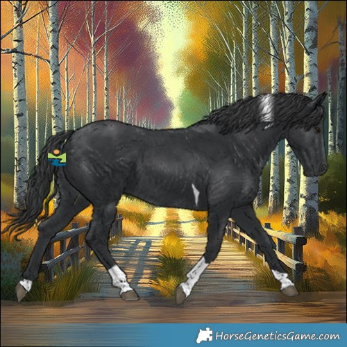 Horse Color:Black Tobiano 