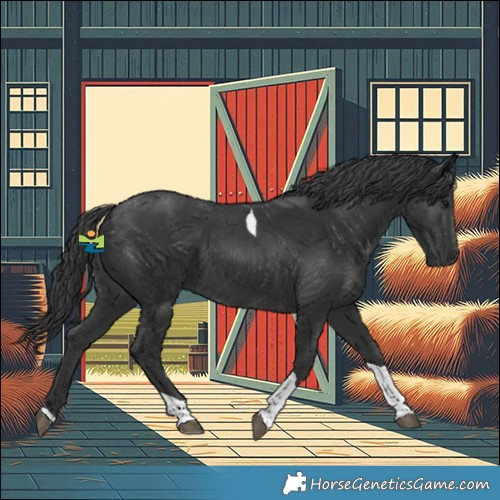 Horse Color:Black Tobiano 