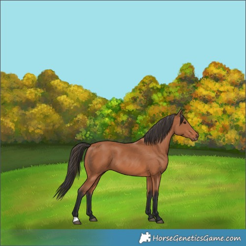 Horse Color:Unknown 