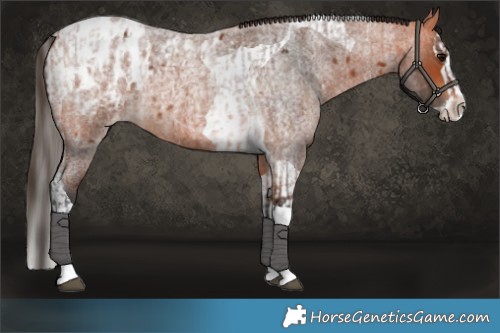 Horse Color:Bay Roan Splash Tobiano Appaloosa  and Bay Roan Splash Tobiano Appaloosa 