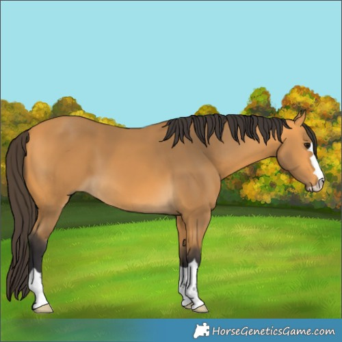 Horse Color:Buckskin 