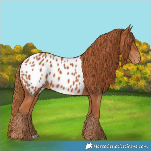 Horse Color:Chestnut Appaloosa 