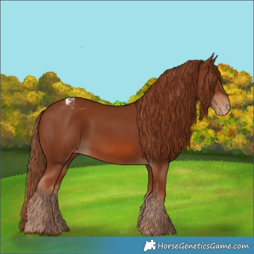 Horse Color:Chestnut Appaloosa