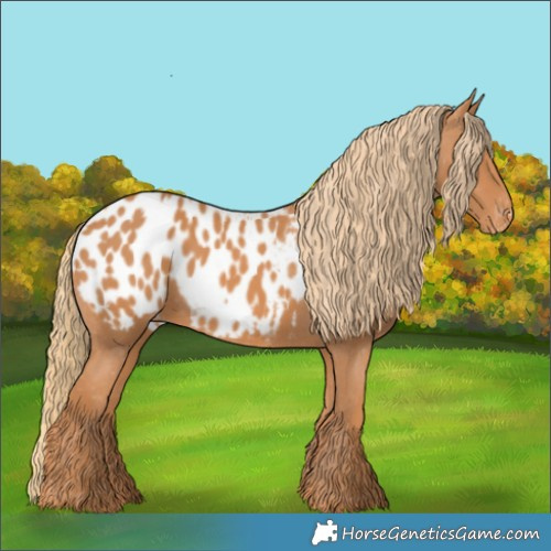 Horse Color:Chestnut Appaloosa 