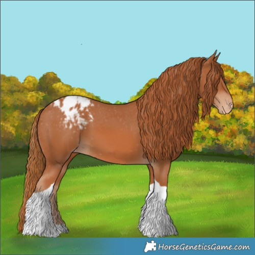 Horse Color:Chestnut Tobiano Appaloosa