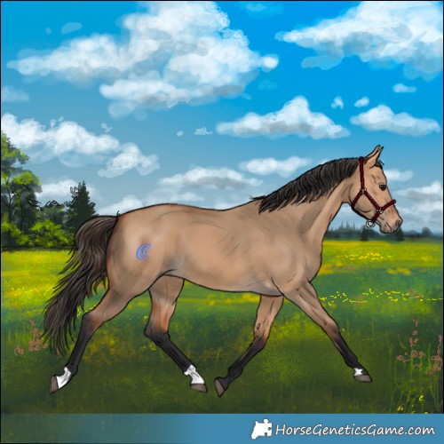 Horse Color:Bay Dun