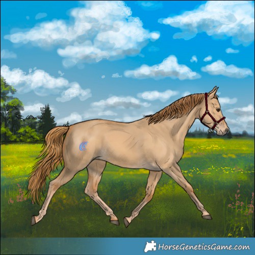 Horse Color:Red Dun 