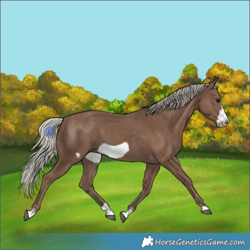 Horse Color:Silver Black Frame 