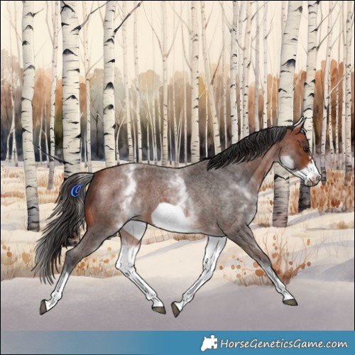 Horse Color:White Spotted Bay Roan Frame 