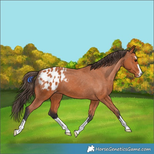 Horse Color:Bay Appaloosa 