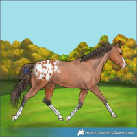 Horse Color:Bay Blanket