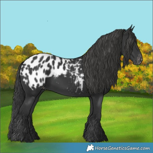 Horse Color:Black Appaloosa 
