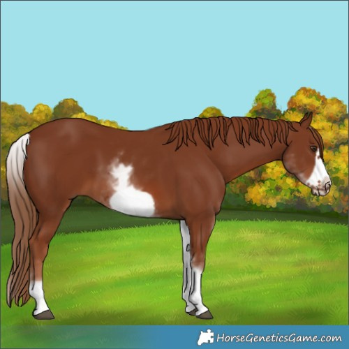 Horse Color:White Spotted Chestnut Frame 
