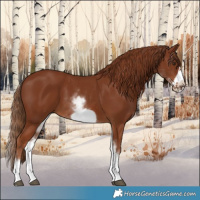 Horse Color:White Spotted Chestnut Frame 