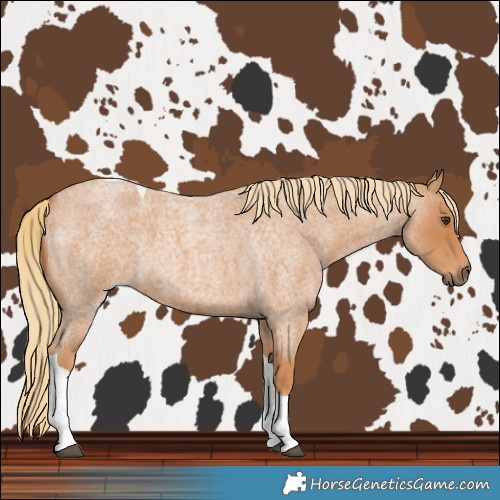 Horse Color:Red Roan Tobiano 