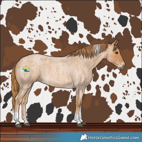 Horse Color:Red Roan Tobiano 