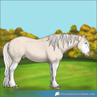 Horse Color:Silver Classic Champagne Dun Splash Frame