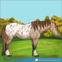 Horse Color:Red Dun Near Leopard and Bay Dun Near Leopard