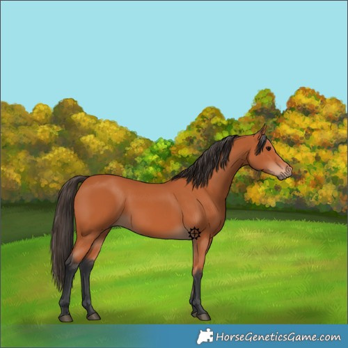 Horse Color:Bay 