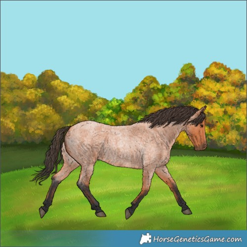 Horse Color:Bay Roan 