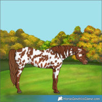 Horse Color:Chestnut Appaloosa