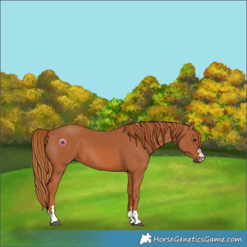 Horse Color:Chestnut 