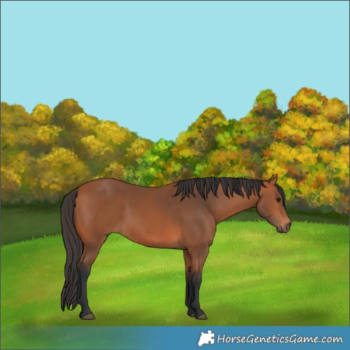 Horse Color:Bay 