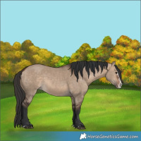 Horse Color:Bay Dun and Bay Dun Splash