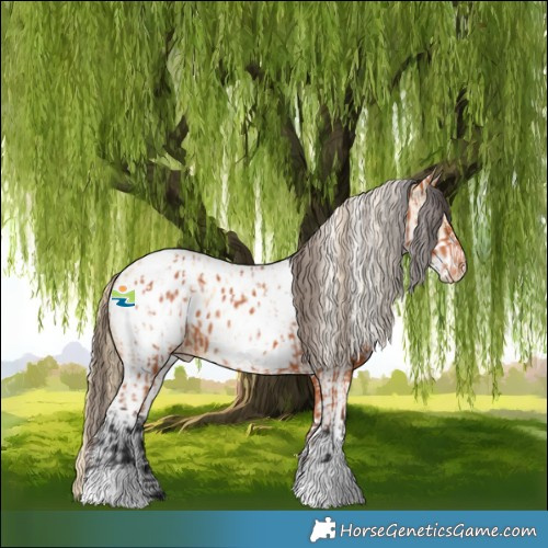 Horse Color:Bay Appaloosa and White Spotted Red Dun Appaloosa