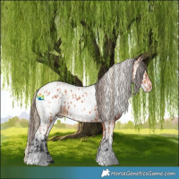 Horse Color:Bay Appaloosa and White Spotted Red Dun Appaloosa