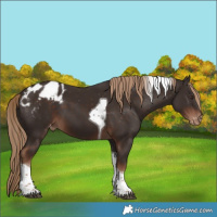 Horse Color:Liver Chestnut Tobiano Appaloosa