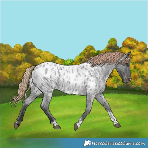 Horse Color:Liver Red Roan Tobiano Near Leopard 