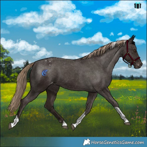 Horse Color:Liver Chestnut Tobiano Varnish 