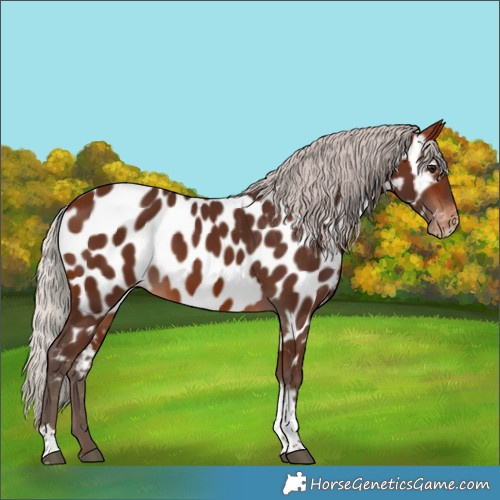 Horse Color:Silver Bay Tobiano Appaloosa 