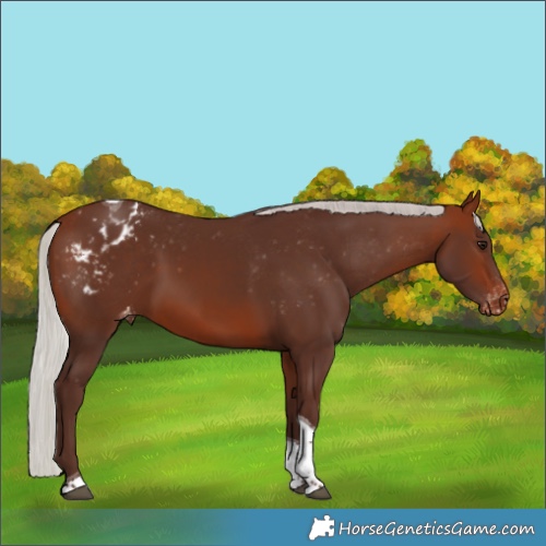 Horse Color:Silver Bay Tobiano Appaloosa