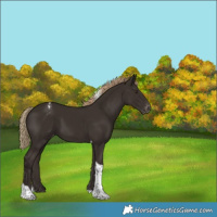 Horse Color:Liver Chestnut Tobiano Varnish 