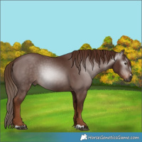 Horse Color:Gray Chestnut 
