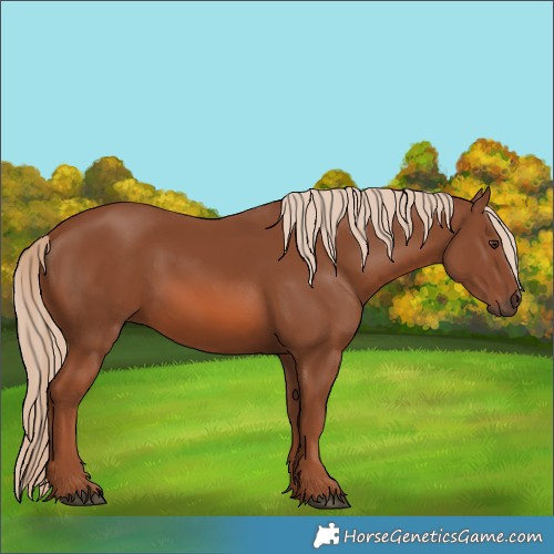 Horse Color:Chestnut 