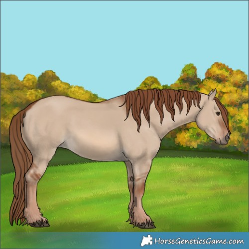 Horse Color:Red Dun 