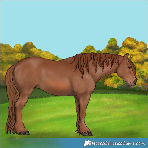 Horse Color:Chestnut 