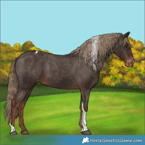 Horse Color:Liver Chestnut Tobiano Appaloosa
