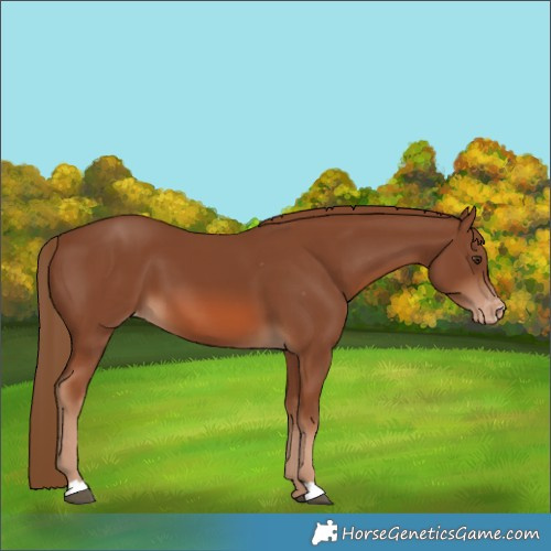 Horse Color:Chestnut Appaloosa