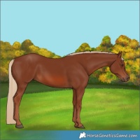 Horse Color:Chestnut 